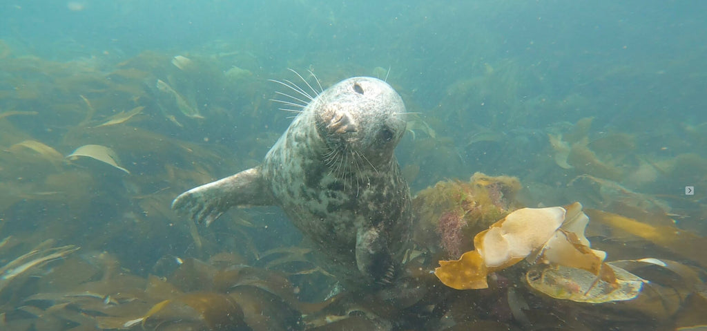 Guided shore dive
