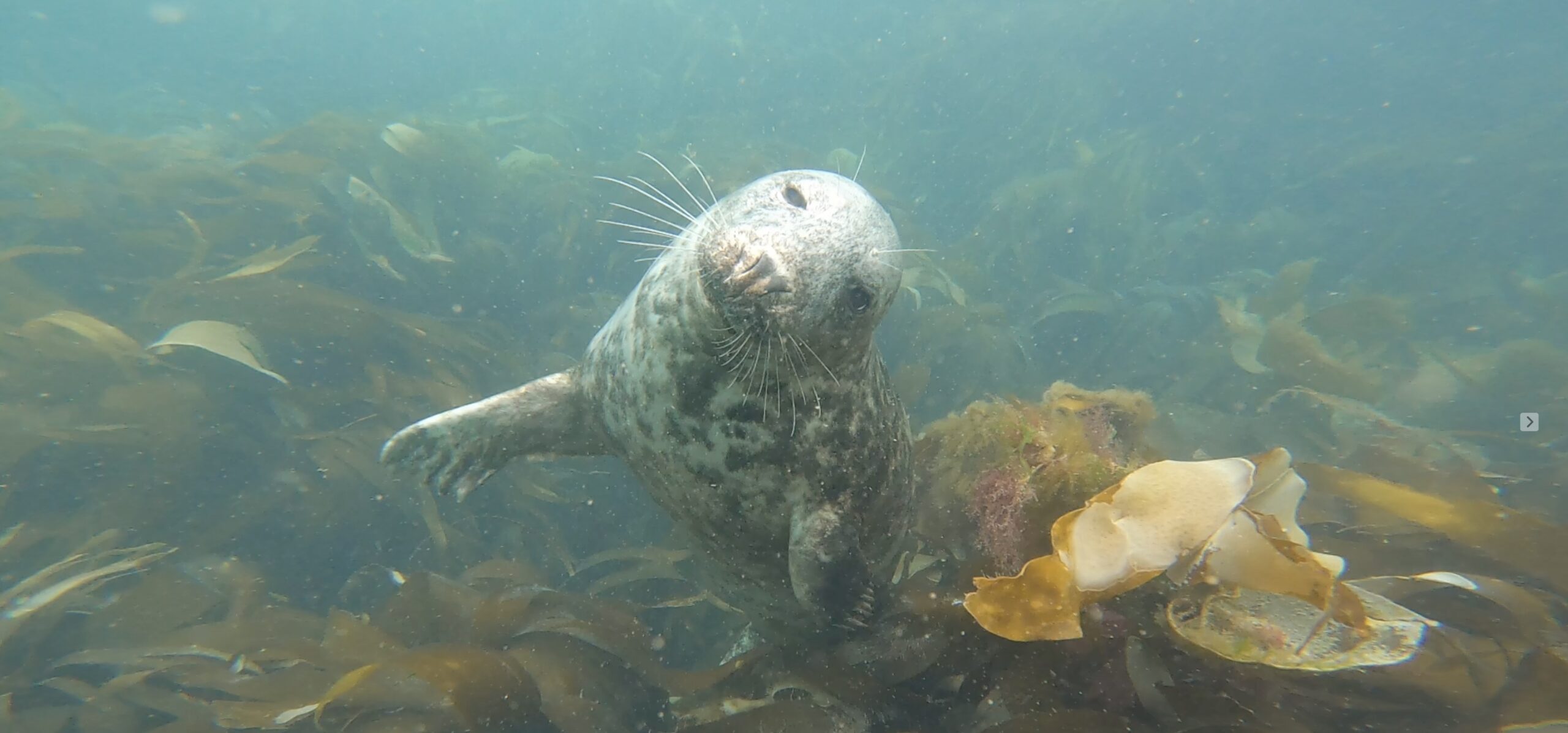 Guided shore dive