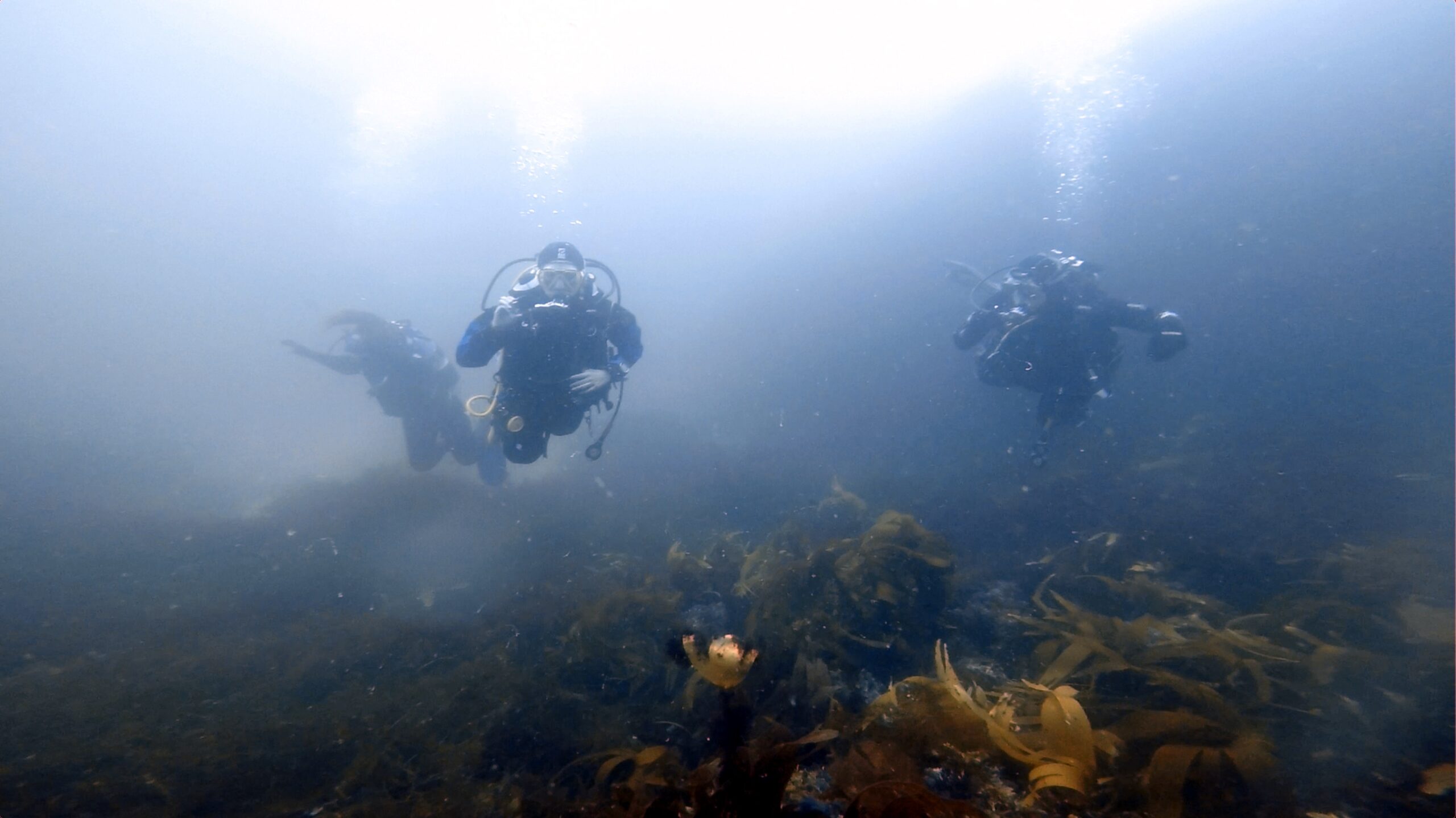 Guided shore dive