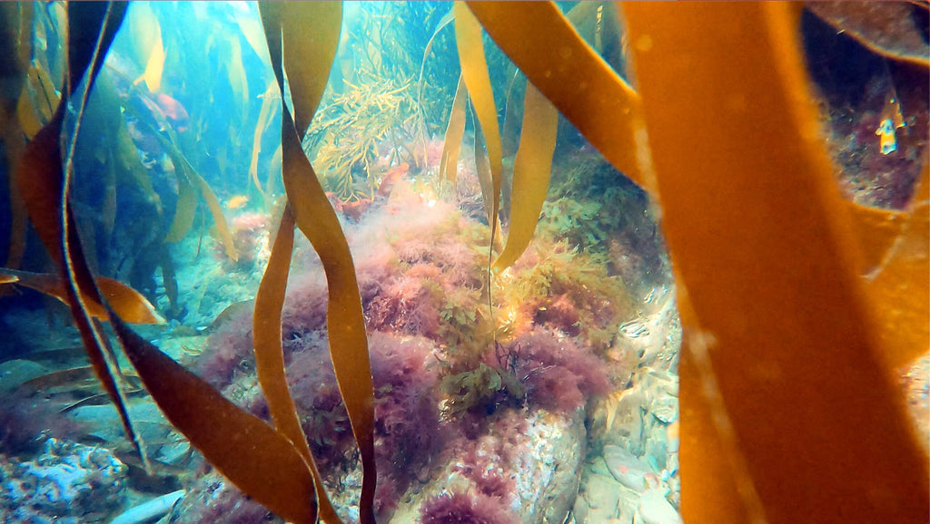 Guided shore dive